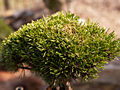 Pinus mugo Savojske Alpy IMG_4931 (VALENTA) Sosna kosodrzewina